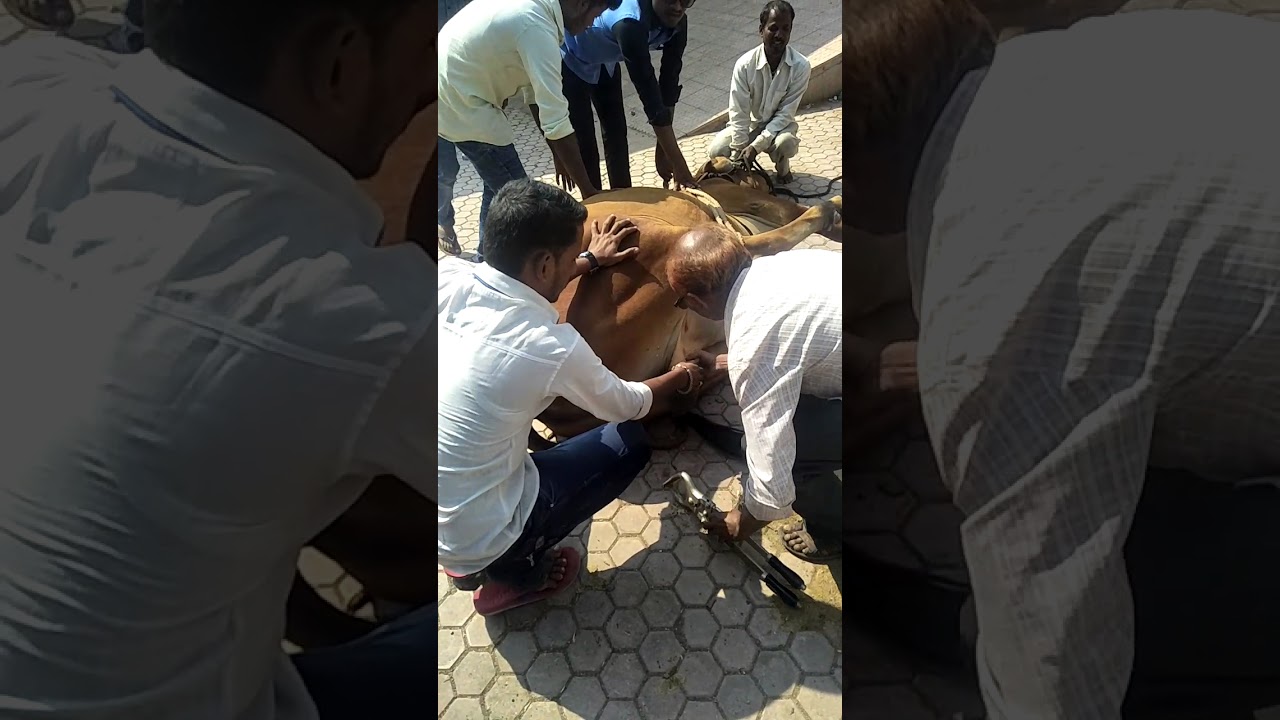 bull castration YouTube