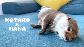 カワウソコタローとハナ　ソファでゴロゴロ転がりまくるハナ　Otter Kotaro&Hana Couch Potato