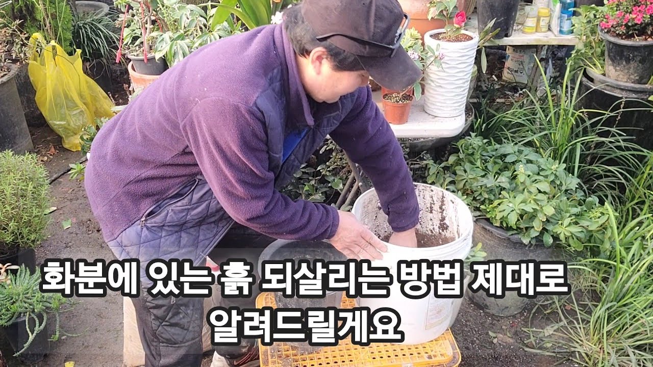 죽은 나무 화분에 있는 흙!! 절대 버리지 마세요!! (재사용 하는 방법 제대로 알려드릴게요)