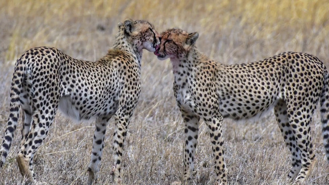 Africa Safari 2017 YouTube