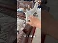 バイバイ禁止令を出してくる猫が可愛すぎるww #猫 #日常 #catsoftiktok