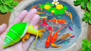 Amazing Catch Colorful Tiny Ornamental Snails, Striped Horse Fish, Koi Fish, Guppies, Butterfly Fish