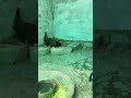 Kitny din bad bachy deti he murghi #viralvideo #birds #cowgoat #bachry #farming #cow #farmanimal#cow