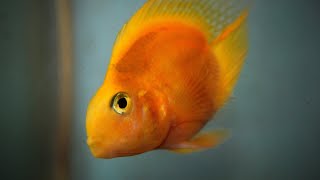 My parrot fish laid eggs 🐟| Nirus pet zone by Niru's Petzone 176 views 2 years ago 27 seconds
