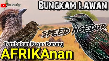 Bungkam Lawan ! ROLL TEMBAK BURUNG AFRIKA Untuk Masteran Murai Batu, Cucak ijo, Kacer, Cendet DLL