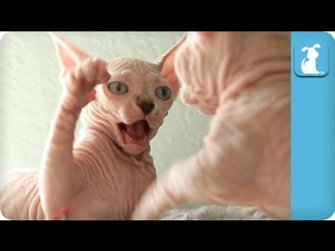 40-seconds-of-playful-sphynx-and-bambino-kittens-part-2---kitten-love