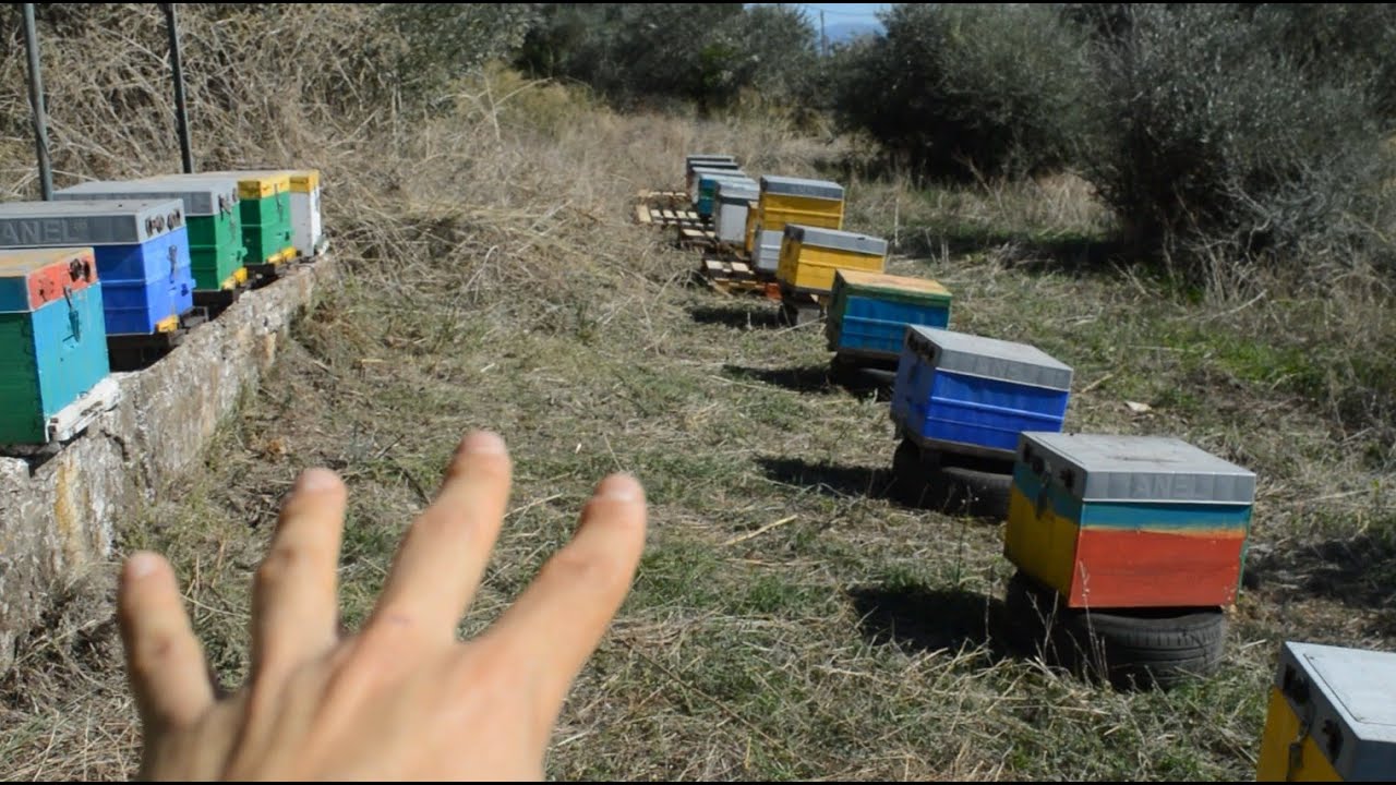 Πως κολλάει η βαρρόα στα μελίσσια, αρρώστιες στο μελισσοκομείο....