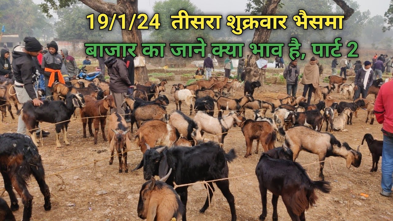 19/1/24  तीसरा शुक्रवार भैसमा बाजार का जाने क्या भाव है, पार्ट 2.