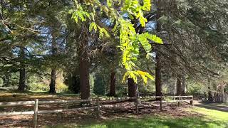 Walking along The Cedars, Hahndorf, South Australia
