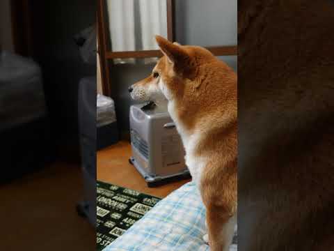 クウちゃん - YouTube