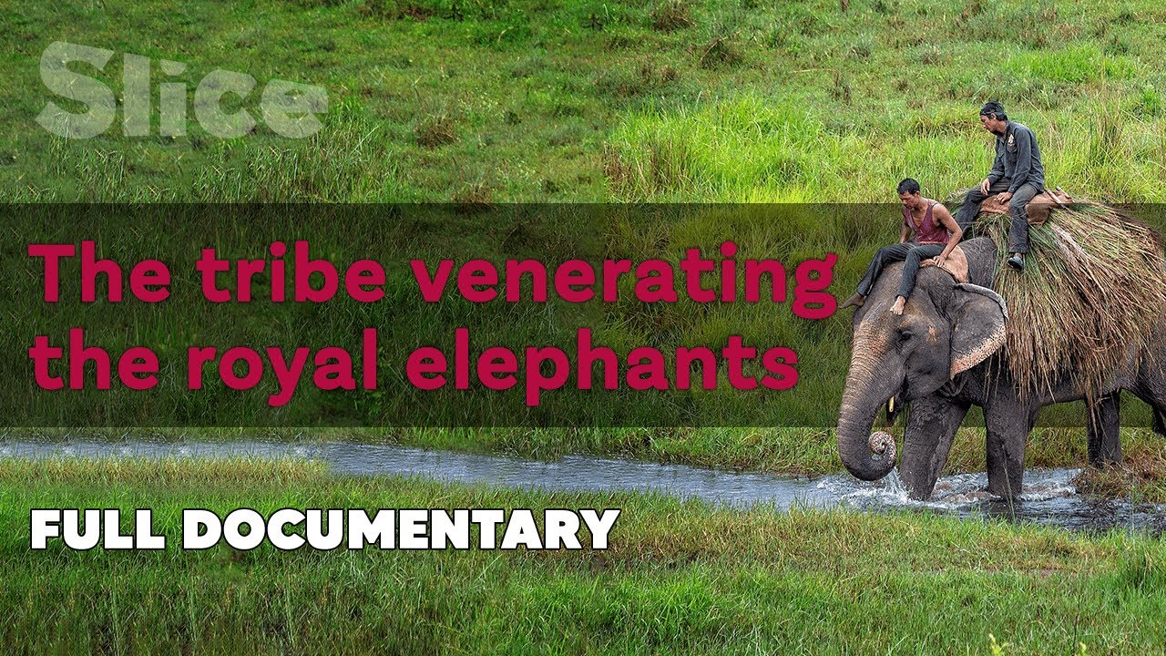 Documentary backdrop image for The Tharu tribe: living with the royal elephants (2022)