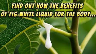Health Benefits Of Fig Leaf Milky Sap