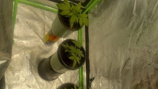 week 2 seeds poped...##instagram #hightimescannabiscup