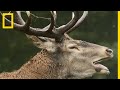 Le cerf laphe ce sducteur adepte des bains de boue