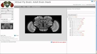 Virtual Fly Brain Tutorial 3D Viewer
