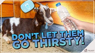 Navigating Dehydration in Goats – Your Essential Goat Keeper's Guide!