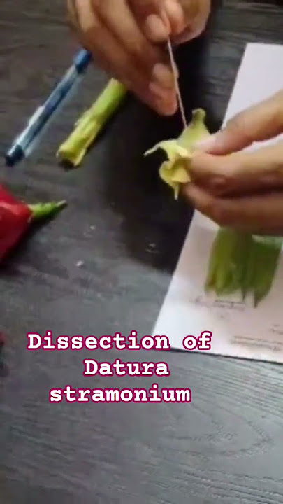 Devil’s Trumpet 🌙 #viral #trending #youtubeshorts #education #biology #practical