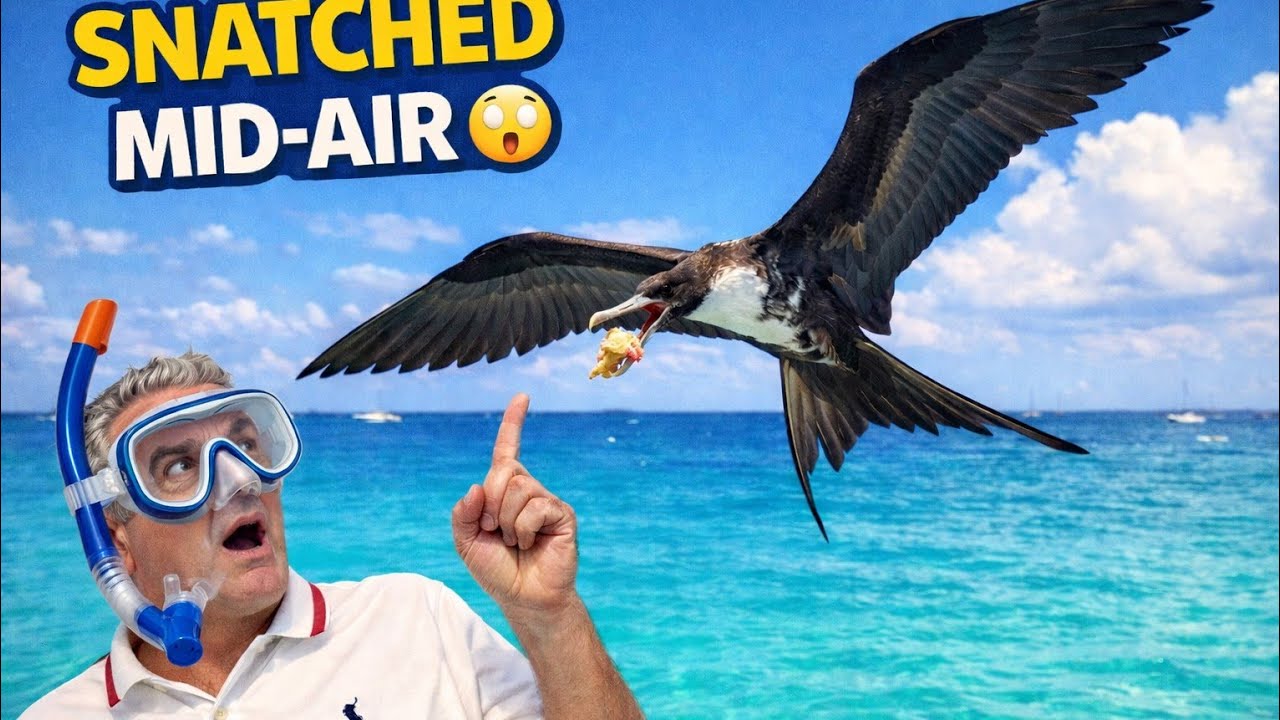 Unreal Frigate Bird Skills at Carlisle Bay, Barbados 🇧🇧