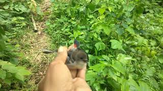 Cara mikat kecial susah turun ini solusinya pasti dapat insa alloh👍🏻