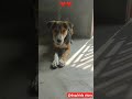 ❤️AKELE HUM AKELE TUM❤️।#shorts#love#youtubeshorts#trendingshorts#trending#youtube#romantic#cute#dog
