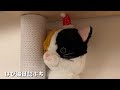 いつもは目立たないけどクリスマスでウキウキを隠せない三毛猫