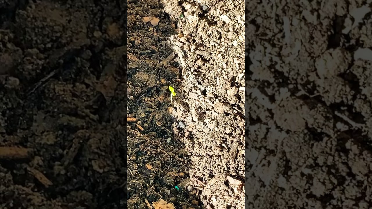 Clancy true potato seed vs seed 🥔 will be hilling both for this potato project ! 