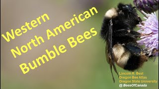 Identification of Bumble Bees from Western North America with Lincoln Best