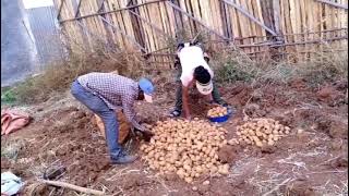 Download Lagu 🎈 lafa duwwaa bituun bu'aa kana fakkaatu qaba👌💪#kebekiofficial  MP3