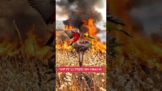 የኛ ጌታ ስራው ድንቅ ነው።#ኦርቶዶክስ #duet #መዝሙር @-mahtot @21media27 @EOTCMK @etartmedia #ebs