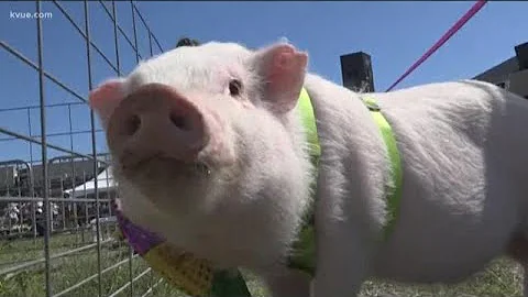 Central Texas pigs strut their stuff in pig pageant | KVUE