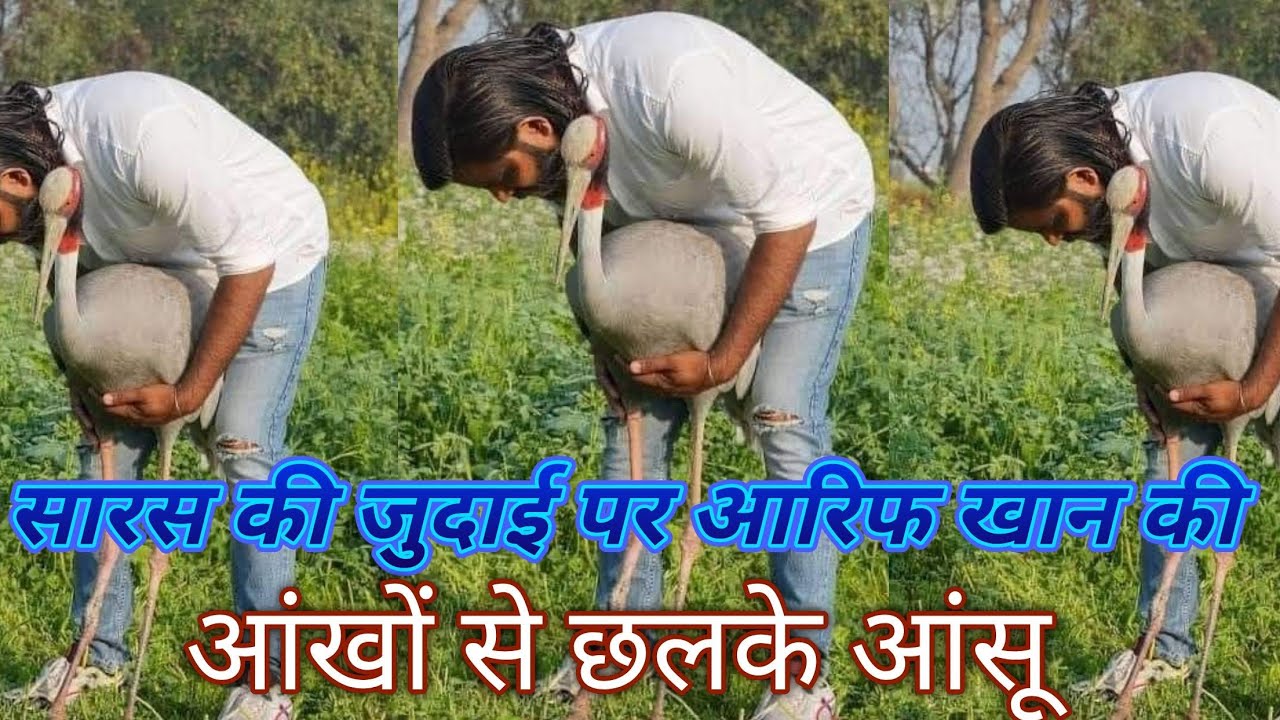 aarif aur saras ki dosti | aarif ka saras Kahan hai