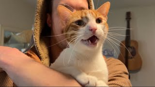 The Wisdom of Dave (Orange Cat Meow Compilation)