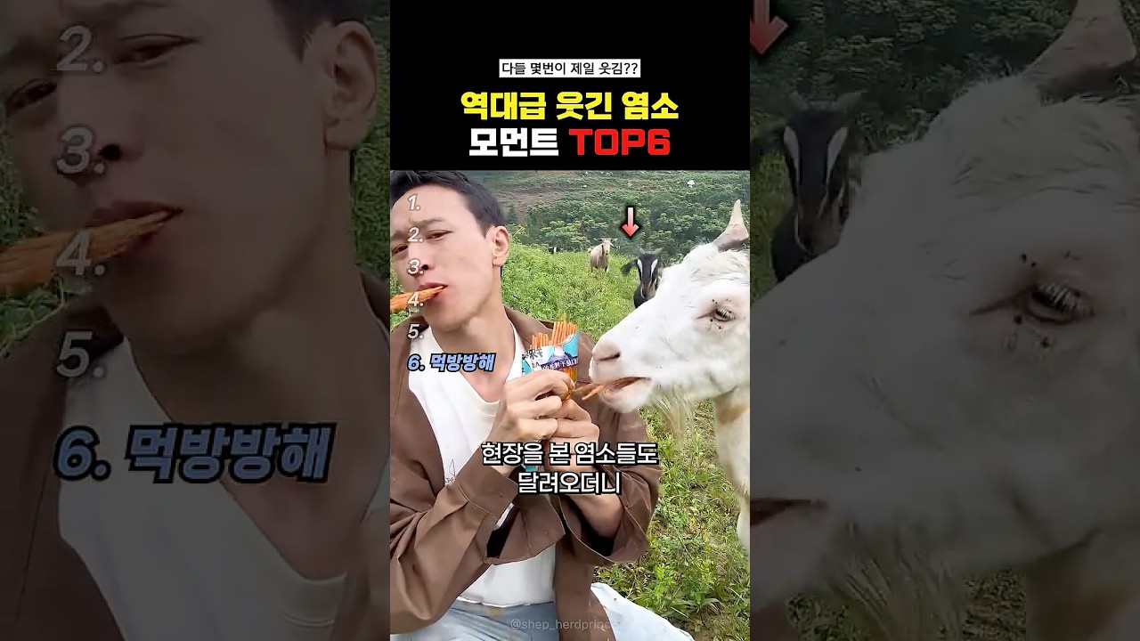 역대급 웃긴 염소 모먼트Top6