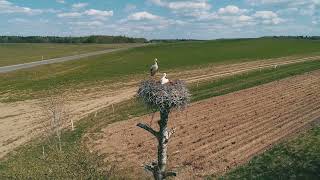 Storks in the nest.Drone Videos
