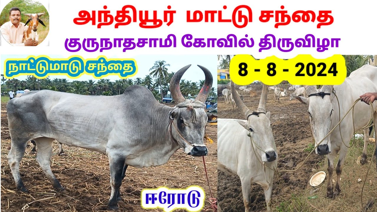 8 / 8 / 2024 / நாட்டு மாடு / அந்தியூர் குருநாத சாமி கோவில் திருவிழா / நாட்டு மாடு 