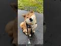 【雨でも散歩】柴犬の可愛さがわかる1分解説