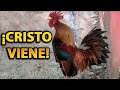 5 Animales que Fueron Grabados Hablando en la vida real El Gallo Canta Cristo Viene