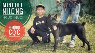 Những Người Thành Phố & Giống Chó H'Mông Cộc Đuôi/  NhamTuatTV - Dog in Vietnam