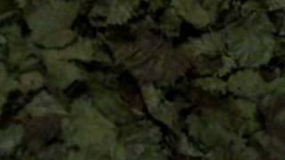 Red worm unboxing part 2 of 2