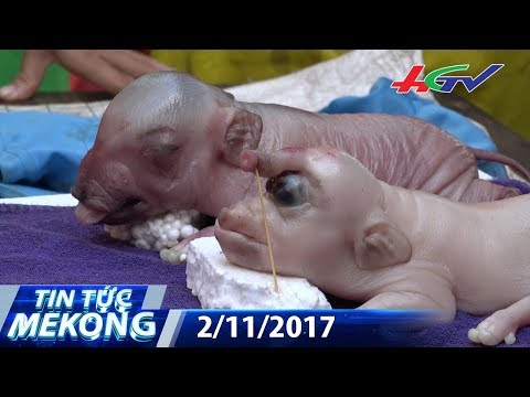 Kỳ lạ heo con giống voi | TIN TỨC MEKONG