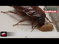 PestXpert 2 in 1 Cockroach Gel Bait in action