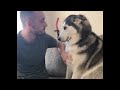 Husky Demands a Lot of Love from Owner