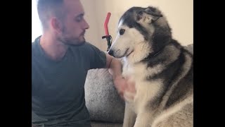 Husky Demands a Lot of Love from Owner