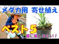 春に花咲くメダカと楽しむ水生植物寄せ植えランキング！