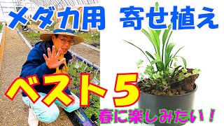 春に花咲くメダカと楽しむ水生植物寄せ植えランキング！