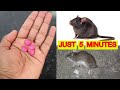 How to kill rats within 5 minutes  home remedy  magic ingredient  mr maker