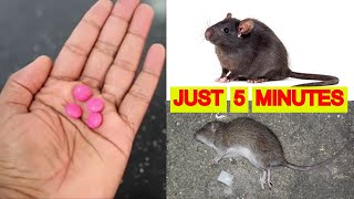 How To Kill Rats Within 5 minutes || Home Remedy | Magic Ingredient || Mr. Maker