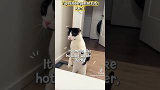 cats with the most confused expressions ever #pets #funny #shorts