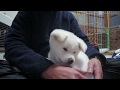 【秋田犬ゆうき】抱っこを終了されるもまた抱っこされに行く【akita dog puppy】