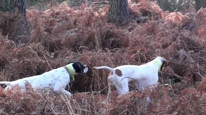 Chasse au faisan avec pointer saison 2012/2013